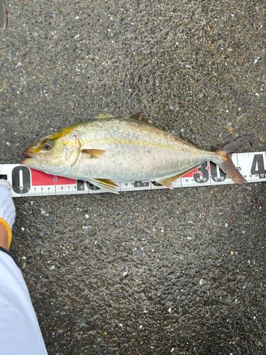 ショゴの釣果