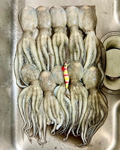 マダコの釣果