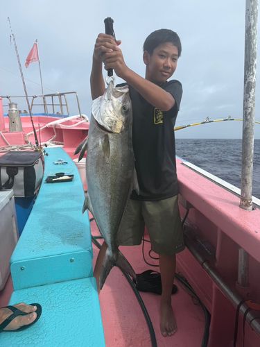 カンパチの釣果