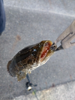 カムルチーの釣果