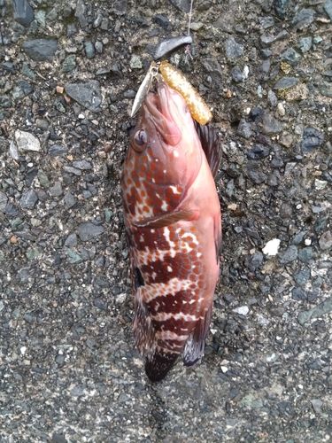 アコウの釣果