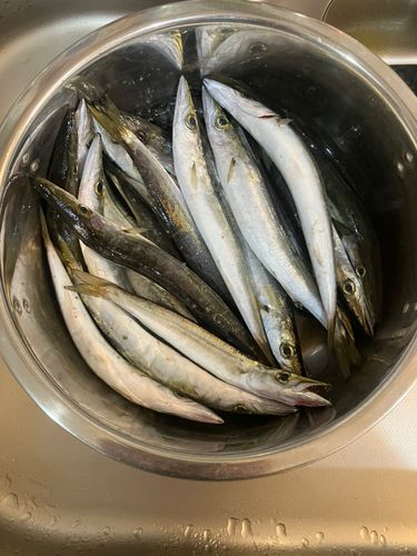 ヤマトカマスの釣果