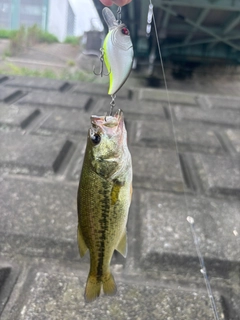 ラージマウスバスの釣果