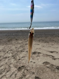 キスの釣果