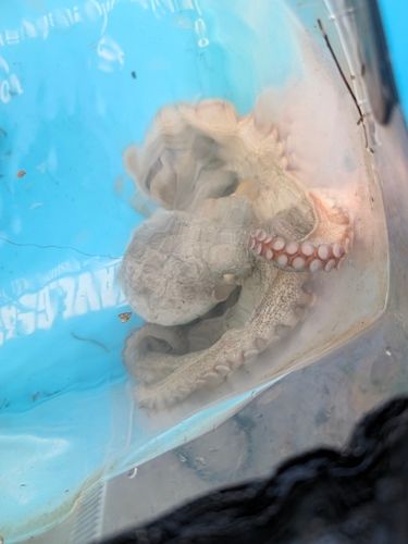 タコの釣果