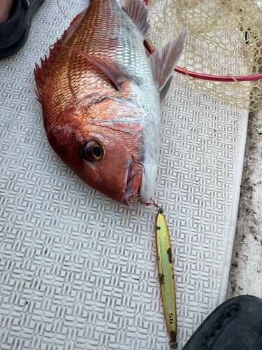 アコウの釣果