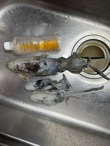 アオリイカの釣果