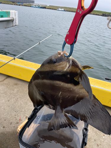 ツバメウオの釣果