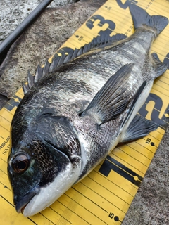 クロダイの釣果