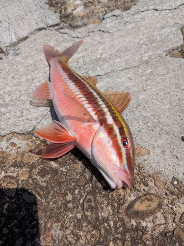 ミナベヒメジの釣果