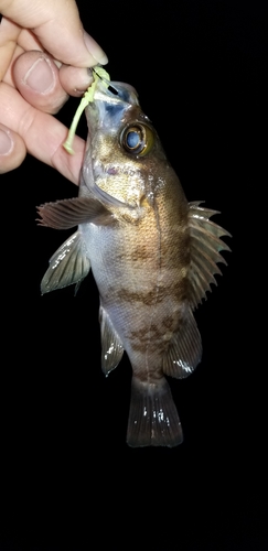 メバルの釣果