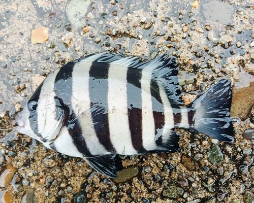 イシダイの釣果