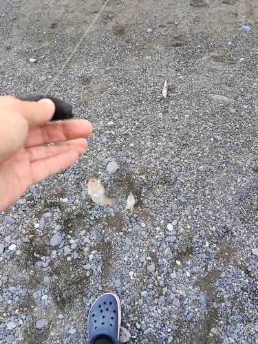 キスの釣果
