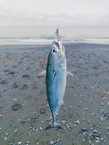 カツオの釣果