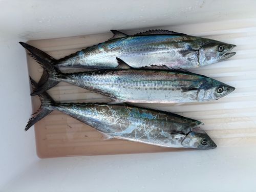 サゴシの釣果