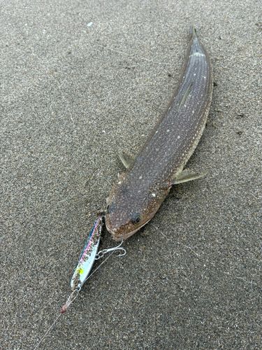 エソの釣果