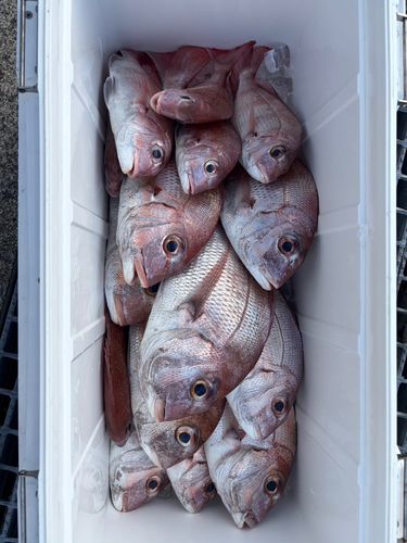 マダイの釣果