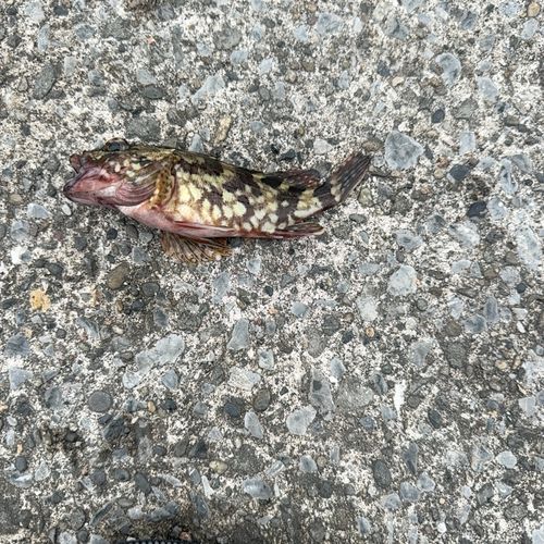 カサゴの釣果