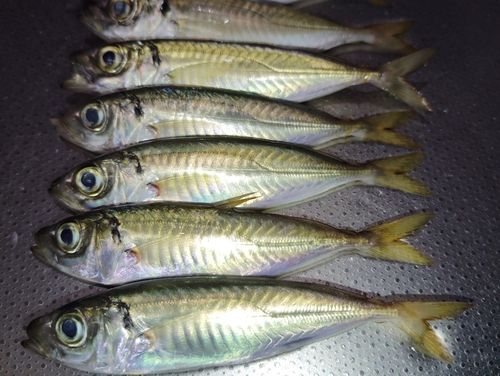 アジの釣果