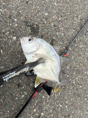 メッキの釣果
