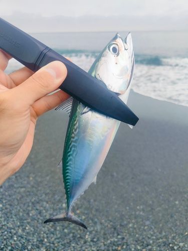 カツオの釣果