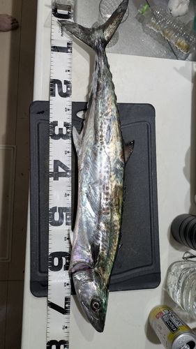 サワラの釣果