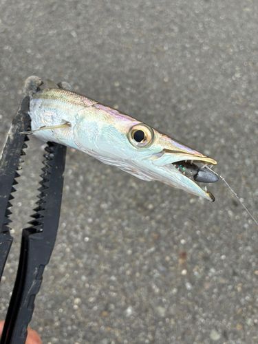 カマスの釣果