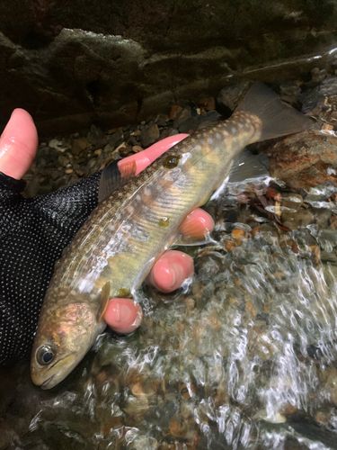 イワナの釣果