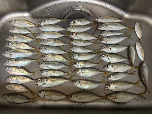 アジの釣果