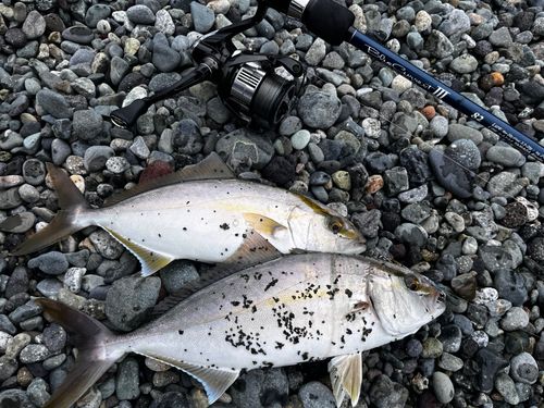 ショゴの釣果