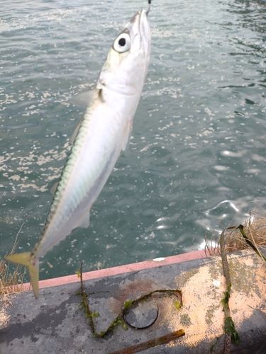 サバの釣果