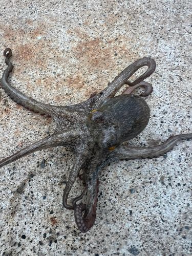 タコの釣果
