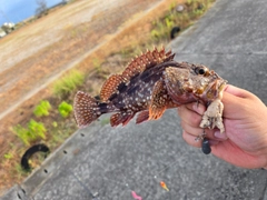 カサゴの釣果