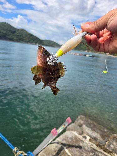 キジハタの釣果