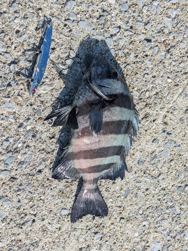 イシダイの釣果