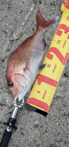 マダイの釣果