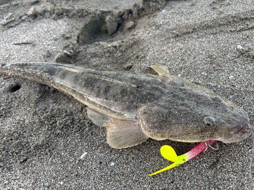 マゴチの釣果