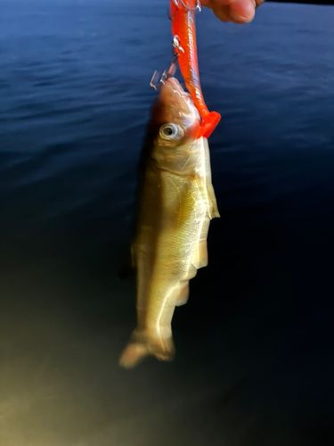アブラハヤの釣果