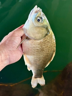 ヘラブナの釣果