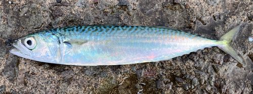 サバの釣果