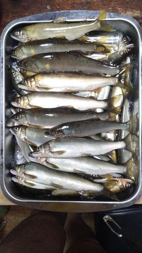 アユの釣果