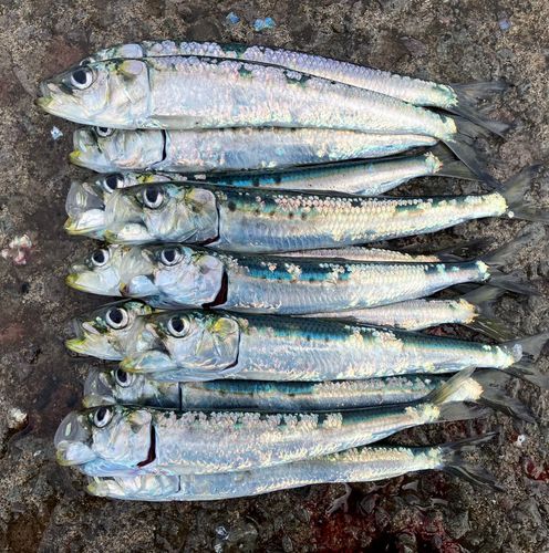 イワシの釣果