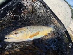 ブラウントラウトの釣果