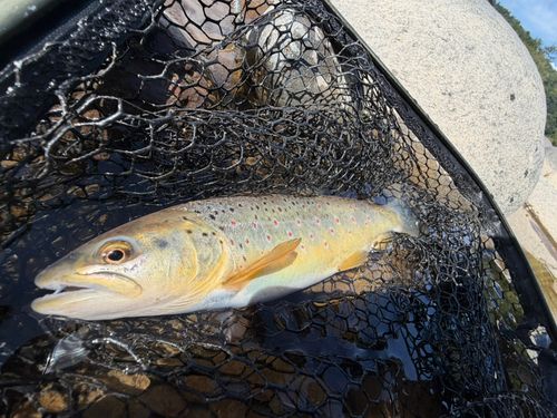 ブラウントラウトの釣果