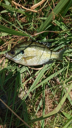 ブルーギルの釣果