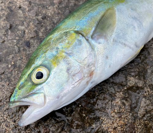 フクラギの釣果