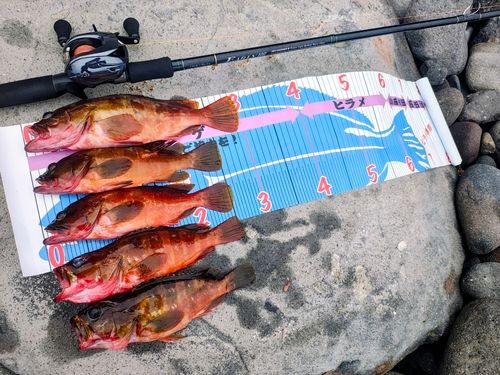 アカハタの釣果