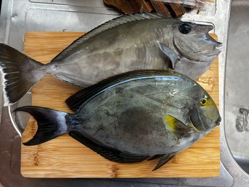 トカジャーの釣果
