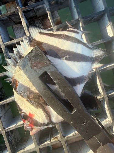 サンバソウの釣果