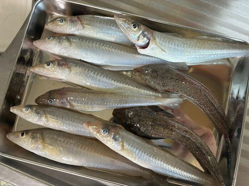 シロギスの釣果